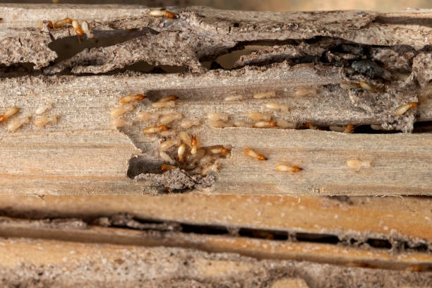 Insect Control in Cuthbert, GA